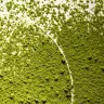 The Body Shop Born Lippy Lip Balm (10 ml, Matcha Latte)